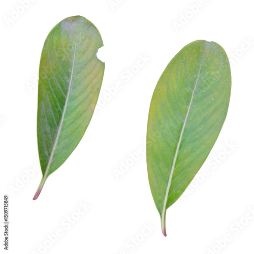green leaf isolated on white background