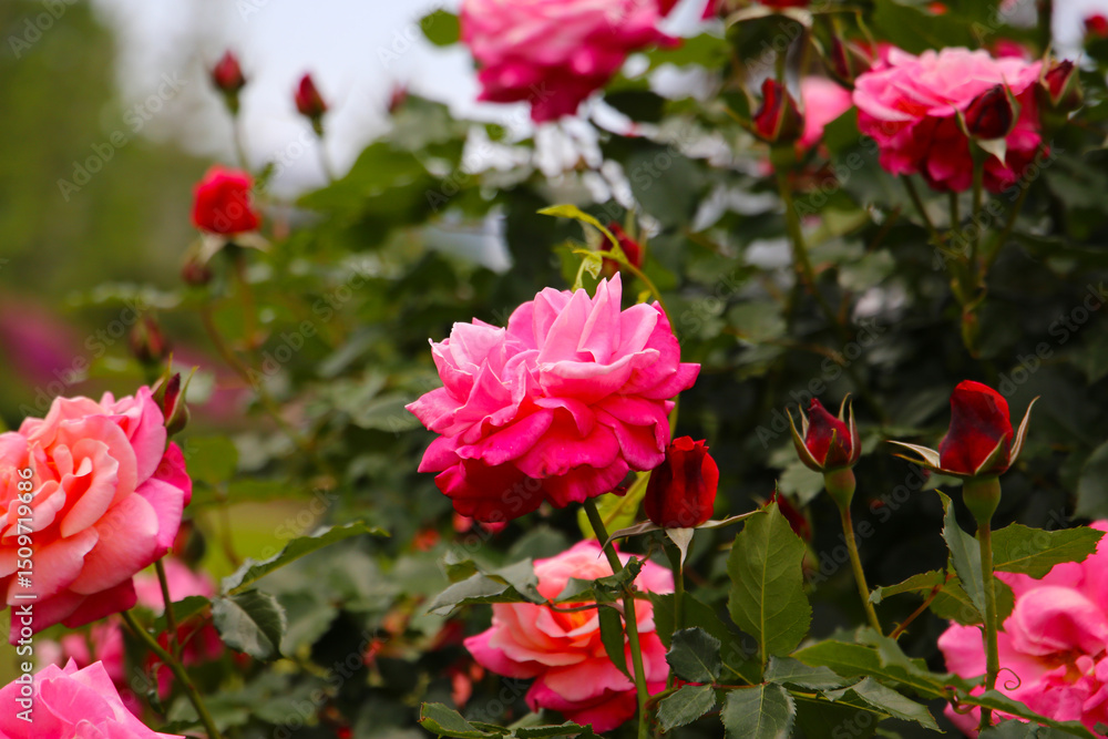Beautiful roses in full bloom at the Japanese Rose Garden. Beautiful roses in full bloom at the Japanese Rose Garden.