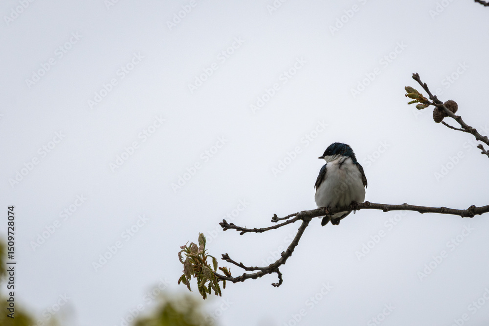 Obraz premium Tree swallow perched on small branch