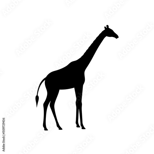 Focused Side View of a Giraffe Bending Black Silhouette Vector Clip Art Illustration
