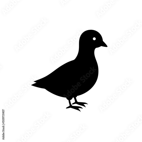Bold Pigeon Chick Black Silhouette High Quality Graphic vector illustration background