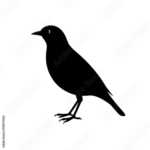 Sharp Myna Black Silhouette Graphic Art Design vector illustration background