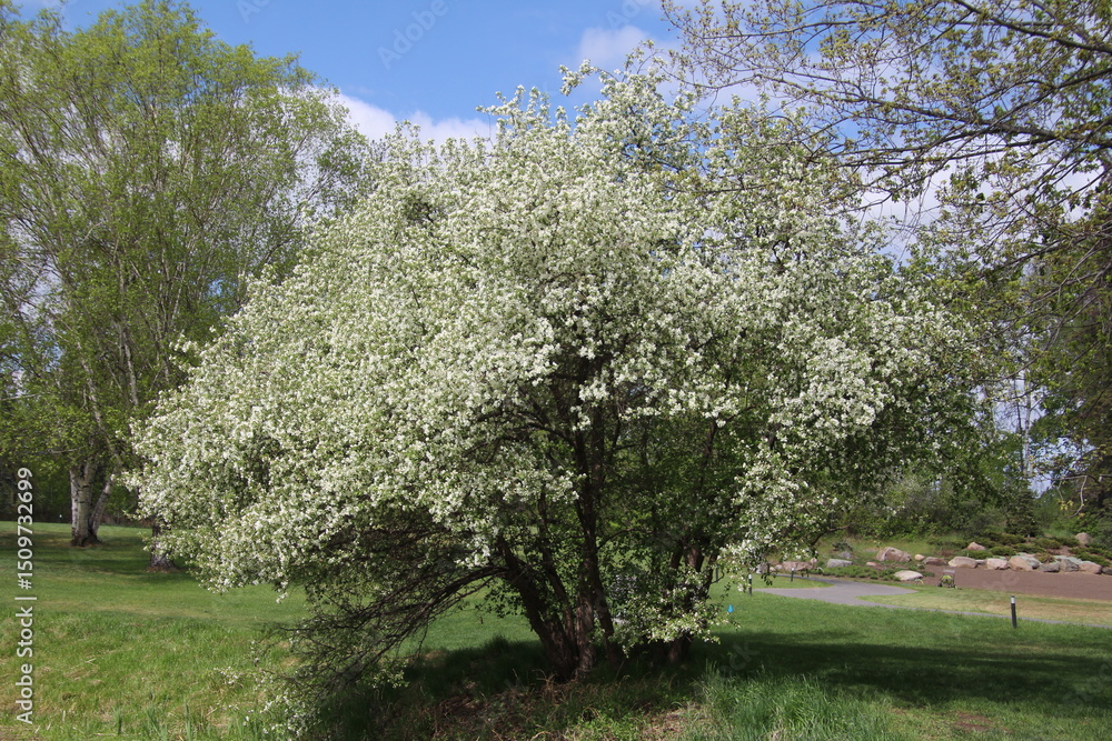 Obraz premium blooming cherry tree in spring