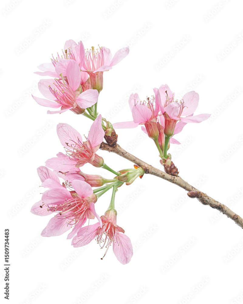 Fototapeta premium Prunus cerasoides flower, Wild Himalayan cherry plants, isolated on white background 