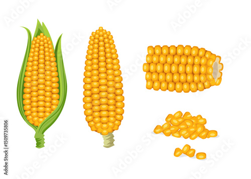 Set of corn cobs with leaves and grains stock illustration