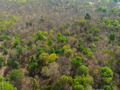 Vibrant greenery amid dry patches in Buon Don district, Dak Lak province, Vietnam during the changing seasons