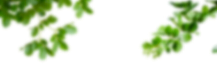 Transparent Background with Blurred Green Leaves Frame