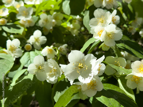 Blooming jasmine flowers among lush green leaves on a sunny spring day. Fragrant white blossoms fill the frame with freshness.