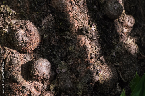 Macro photo of a rough maple tree trunk.