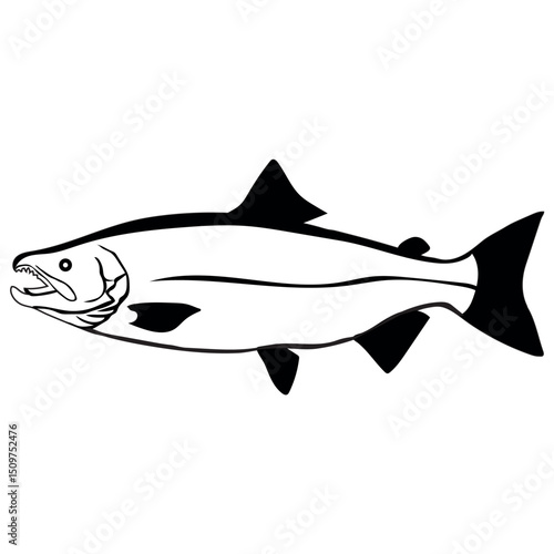 Salmon fish, seafood, sketch. Vintage retro print, seafood salmon fish sketch, sea life vector Illustration