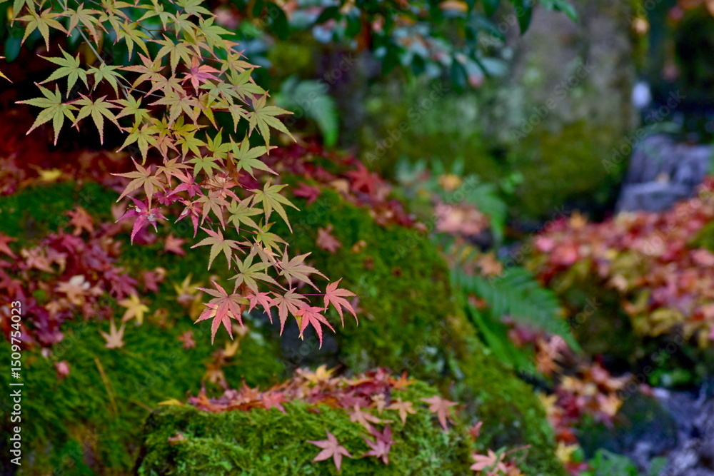 由志園 紅葉 島根 秋 由志園 紅葉 島根 秋