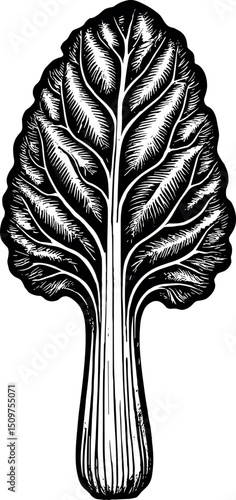 Swiss Chard vector black silhouette print design