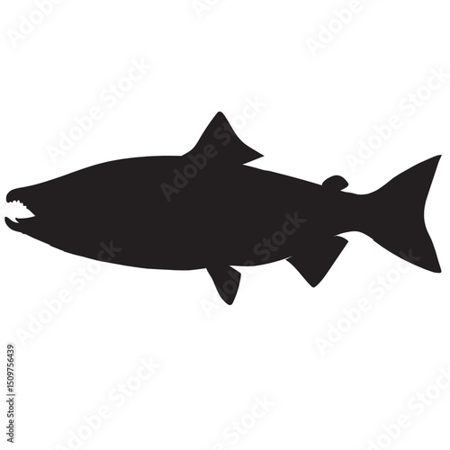 Salmon fish, seafood, sketch. Vintage retro print, seafood salmon fish sketch, sea life vector Illustration