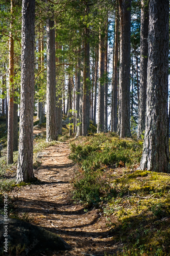Fototapeta premium Path in the forest