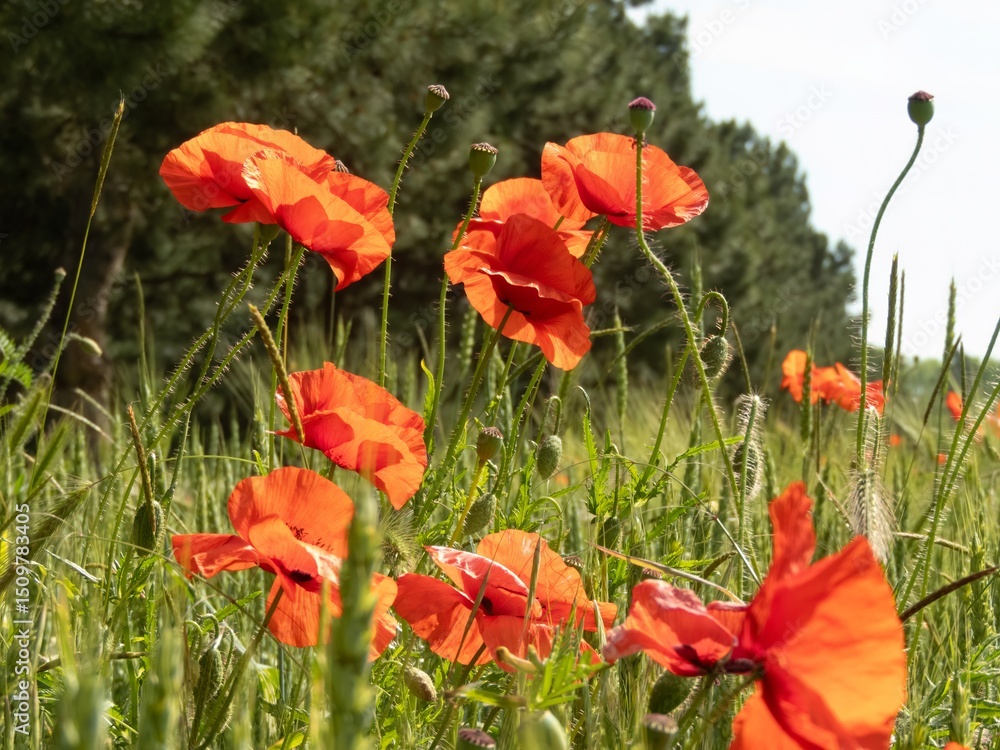 Fototapeta premium bright wild scarlet poppy flowers on a field of still green wheat on a sunny summer day