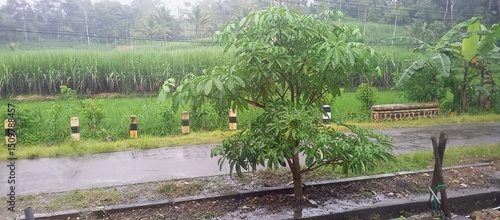 Tableau sur toile Rainy Day Scene with Young Pule Tree by Roadside