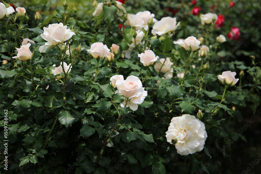 Fototapeta premium Beautiful roses in full bloom at the Japan Rose Garden.