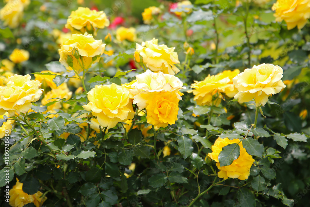 Obraz premium Beautiful roses in full bloom at the Japan Rose Garden.