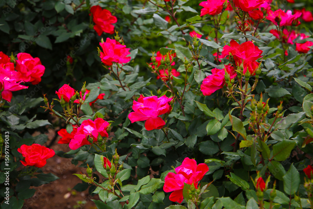 Beautiful roses in full bloom at the Japan Rose Garden. Beautiful roses in full bloom at the Japan Rose Garden.