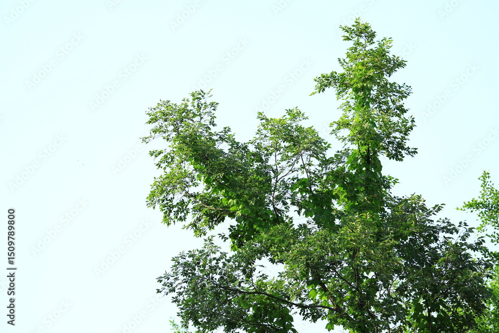 Obraz premium 光と木