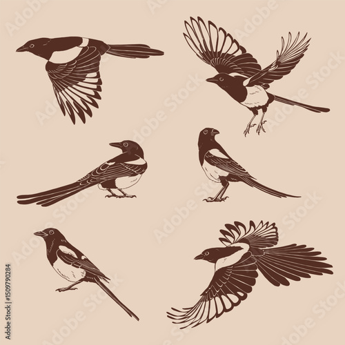 Magpie, flying bird, set. Hand drawn vector illustration