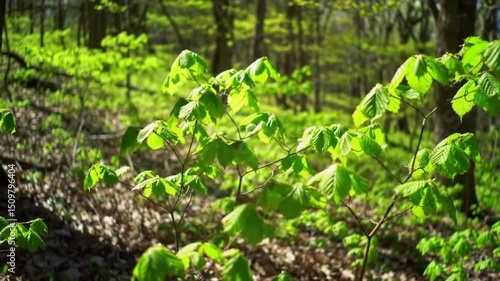 Vibrant Green Spring Leaves in Sunlit Forest