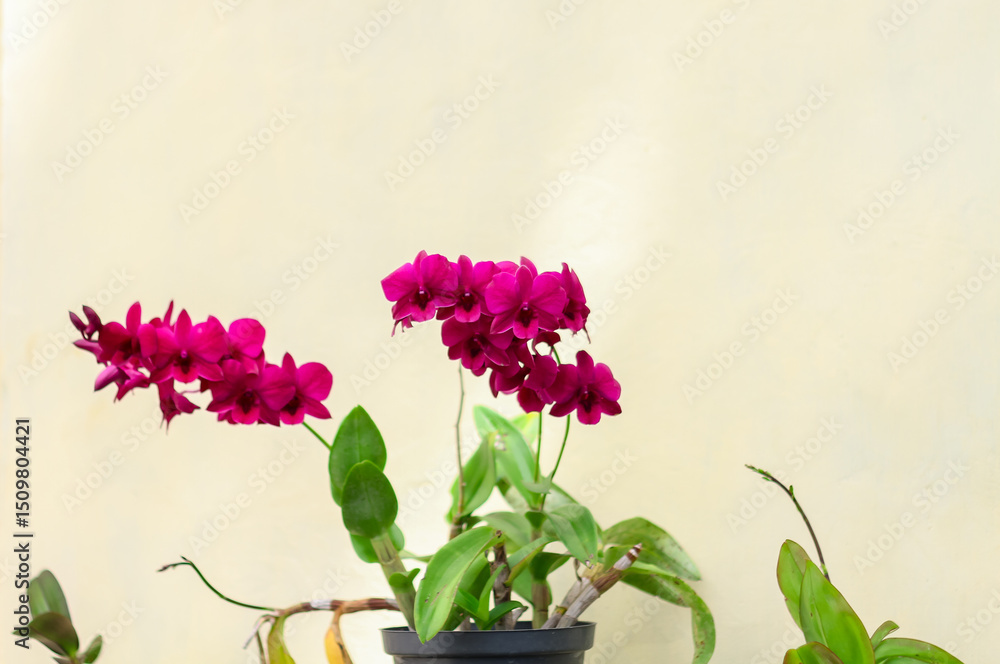 Fototapeta premium Photo of purple orchid flower.
