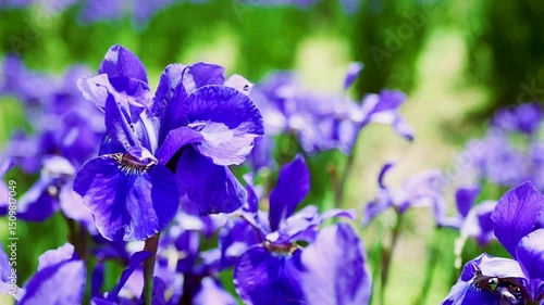 微風に揺れるアヤメの花アップ　ハイスピード撮影blue iris flowers