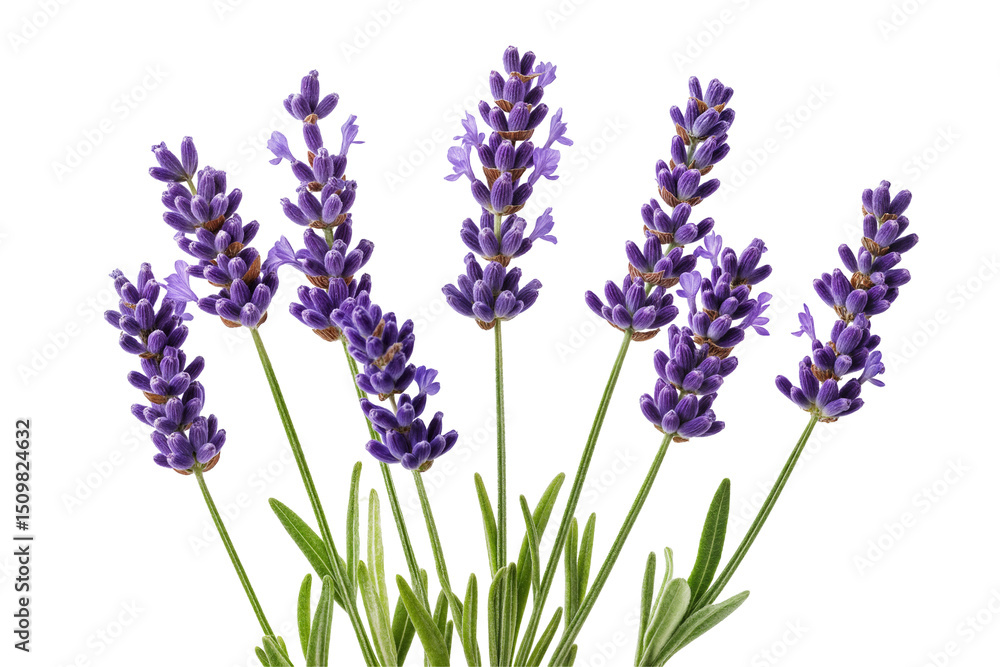 Obraz premium Lavender flowers with purple blooms isolated on transparent background