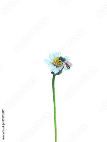 blue flower on white background, flower on white background, Roadside flowers and insects