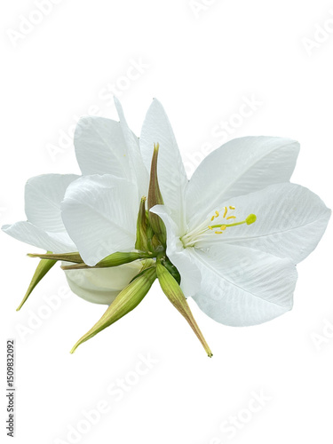 lily of the valley, blue flower isolated on white Snowy Orchid Tree  Orchid Tree Bauhinia acuminata png