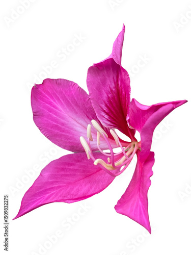 pink orchid isolated on white Bauhinia purpurea L. Purple Orchid Tree, Hong Kong Orchid Tree, Purple Bauhinia, Purple Pink, png