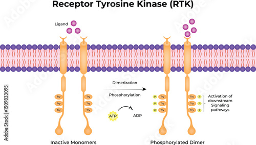 Receptor Tyrosine Kinase (RTK) Vector Illustration
