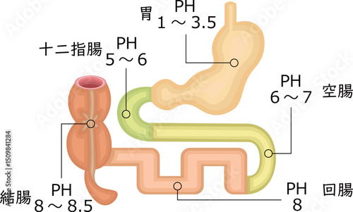 消化器　PH　イラスト　日本語