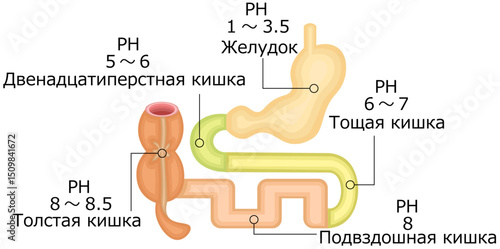 消化器　PH　イラスト　ロシア語