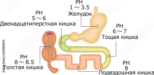 消化器　PH　イラスト　ロシア語