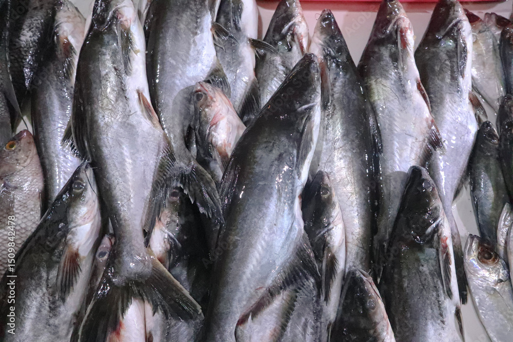 Obraz premium Raw Malaysian catfish or ikan patin on market display.
