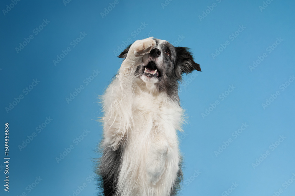 Obraz premium A fluffy Border Collie sits tall against a solid blue background, appearing composed and alert. The symmetrical posture and relaxed ears highlight the dog gentle nature.