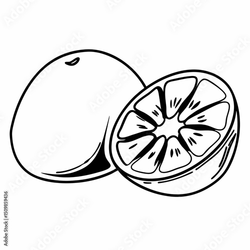 Vector illustration of fresh healthy citrus fruits including orange and lemon slices