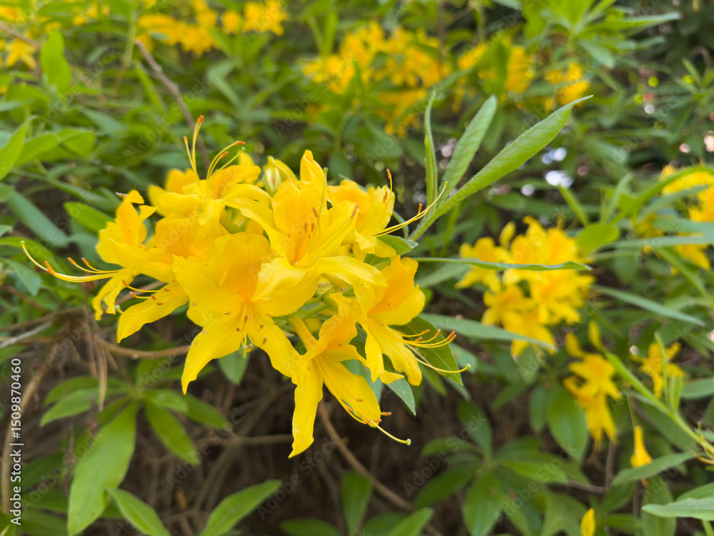 Fototapeta premium Yellow azalea (Rhododendron luteum) in bloom in spring park garden. Bright flowering shrub with vivid yellow petals and long stamens.