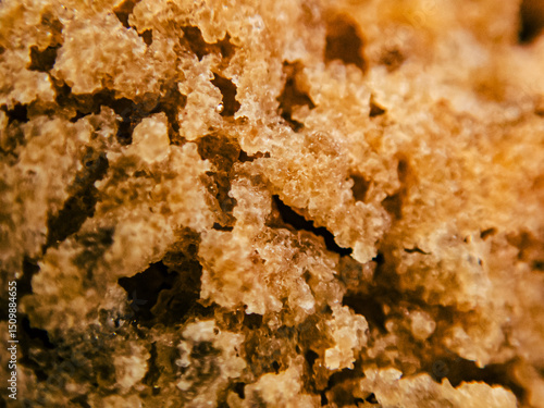 Macro Photograph Chocolate-Chip Cookie