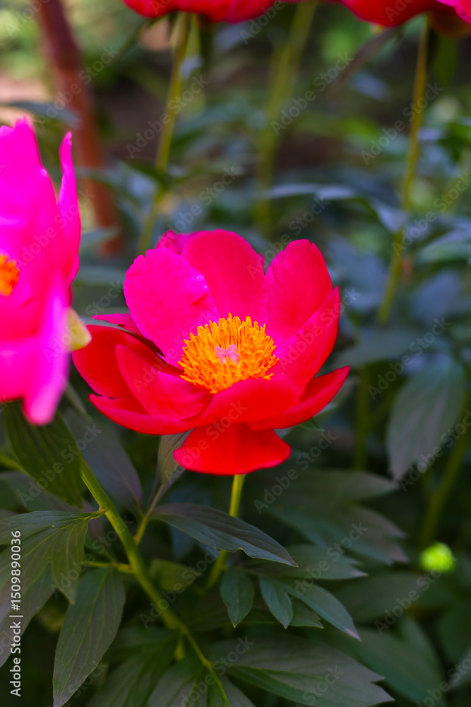 Obraz premium Beautiful flower of paeonia plant