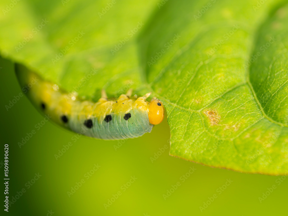 葉を食べるハグロハバチの幼虫 葉を食べるハグロハバチの幼虫