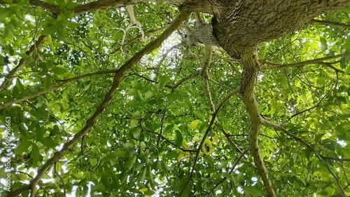 Camphor tree or Camphora officinarum. This tree helps reduce climate change by absorbing carbon.