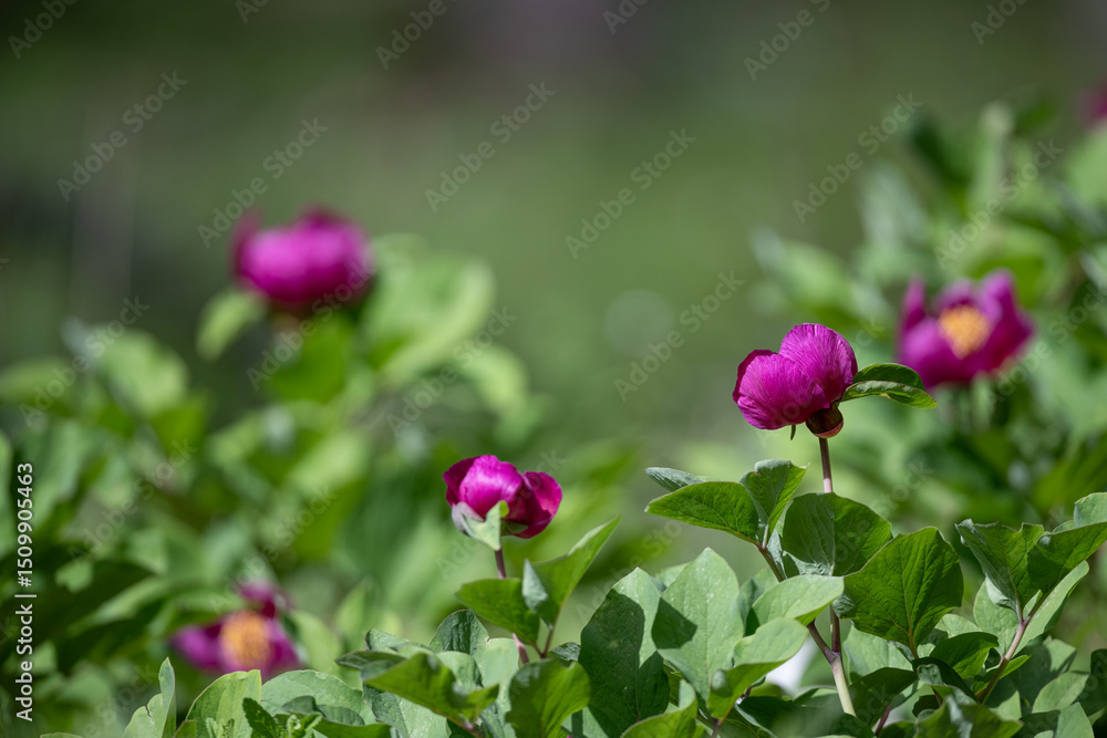 A few vibrant magenta peony buds and partially open flowers stand out among lush green leaves, set against a soft background covered in even more greenery. A few vibrant magenta peony buds and partially open flowers stand out among lush green leaves, set against a soft background covered in even more greenery.