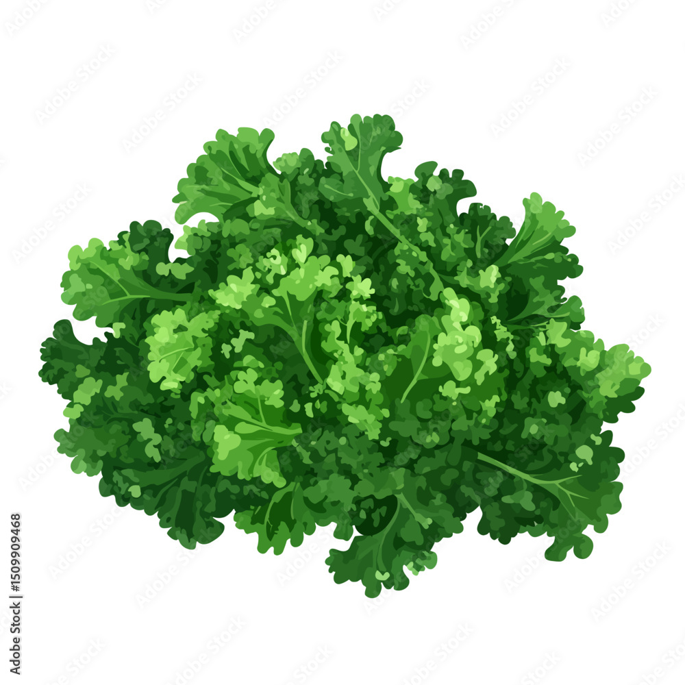 Obraz premium Kale illustration 