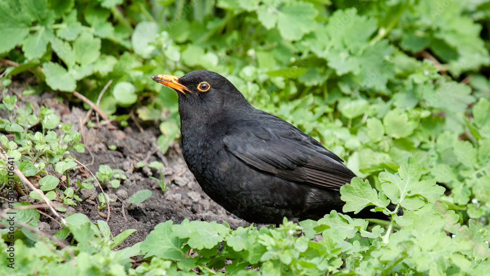 Obraz premium blackbird on the grass