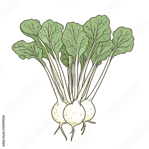 Kohlrabi on a white 