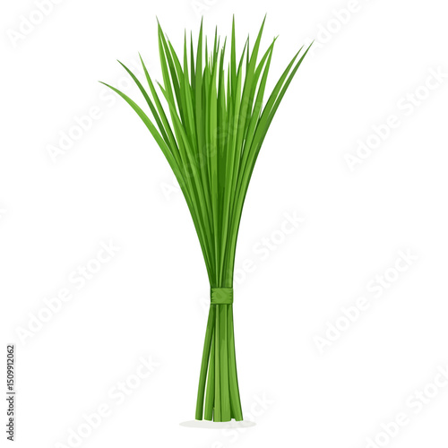 Lemongrass isolated 