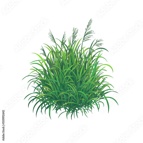 Lemongrass vector illustration 